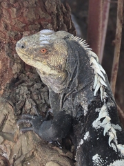 Ctenosaura melanosterna