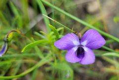 Viola decumbens