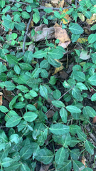 Trachelospermum asiaticum