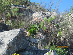 Aloiampelos commixta