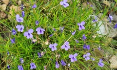 Viola decumbens