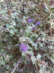 Lespedeza violacea