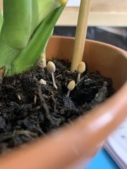 Coprinellus disseminatus