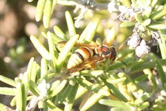 Euodynerus pratensis