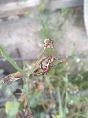 Sphenarium purpurascens