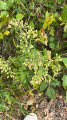 Cyanthillium cinereum