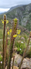 Struthiola argentea