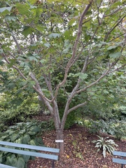 Acer japonicum