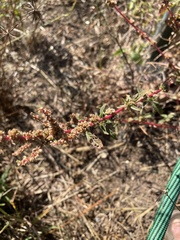 Amaranthus spinosus