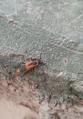 Chauliognathus limbicollis