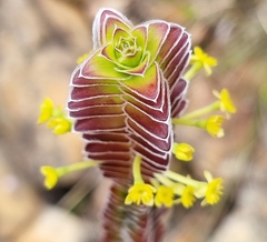 Struthiola argentea