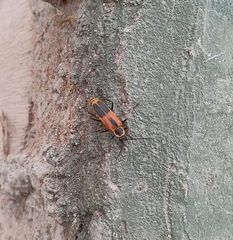 Chauliognathus limbicollis