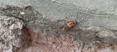 Chauliognathus limbicollis