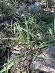 Paspalum langei