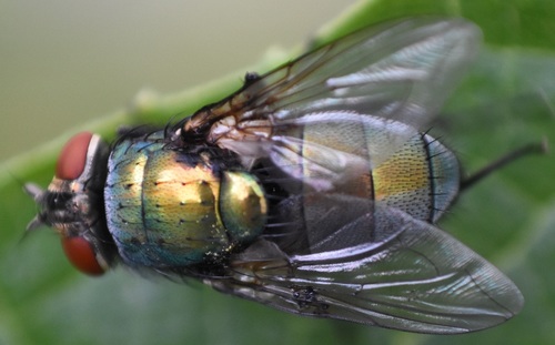 Photo of Common European Greenbottle Fly (Lucilia sericata)