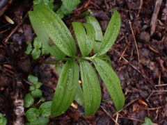 Maianthemum