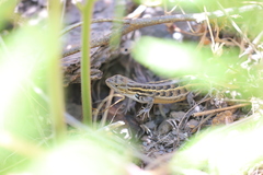 Sceloporus slevini