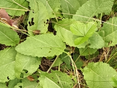 Salvia pratensis
