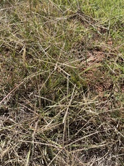 Chloris verticillata