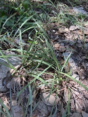 Paspalum langei