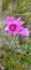 Ixia micrandra