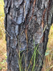 Schizachyrium tenerum