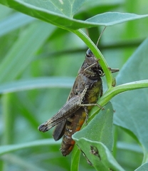 Omocestus