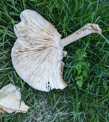 Melanoleuca verrucipes