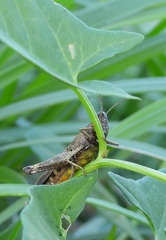 Omocestus