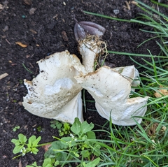 Melanoleuca verrucipes