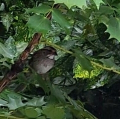 Zonotrichia albicollis