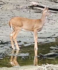 Odocoileus virginianus