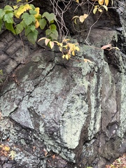 Flavoparmelia baltimorensis