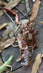 Procambarus clarkii