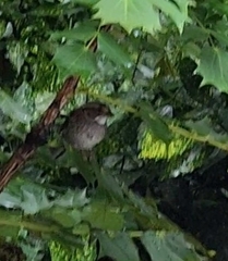 Zonotrichia albicollis