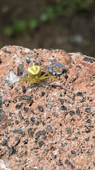 Misumenoides formosipes