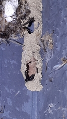 Sceliphron caementarium