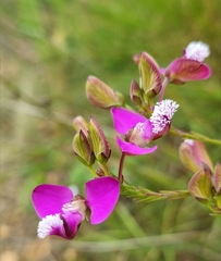 Polygala bracteolata