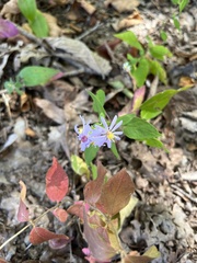 Symphyotrichum shortii