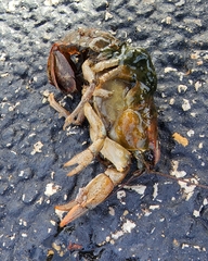 Lacunicambarus polychromatus