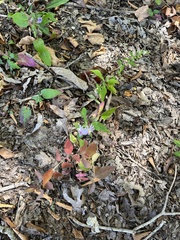 Symphyotrichum shortii