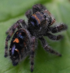 Phidippus audax
