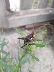 Sphenarium purpurascens