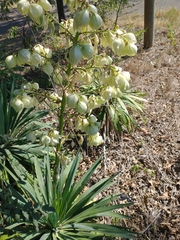 Yucca flaccida