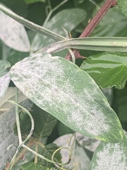 Erysiphe pisi