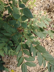 Aralia spinosa