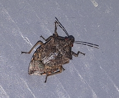 Podisus maculiventris