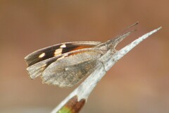 Libytheana carinenta mexicana