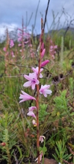 Watsonia borbonica