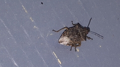 Podisus maculiventris